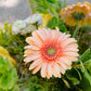 Close-up of a peach-colored flower with green leaves in a blurred background